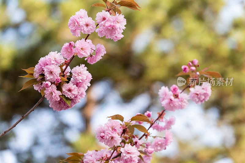 日本樱桃(Prunus serrulata)树的特写照片